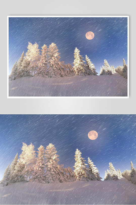 雪松月亮下雪冬季雪景摄影图片