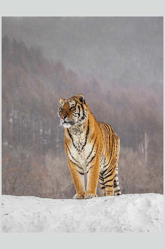 发光雪地老虎高清图片