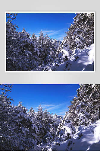 雪松雪花美丽冬季雪景摄影图片