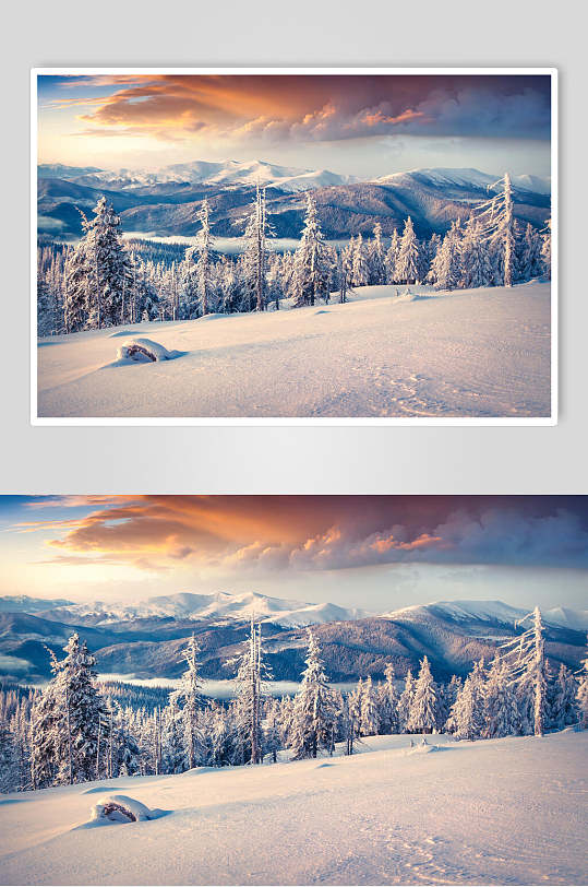 松树雪松林冬季雪景摄影图片