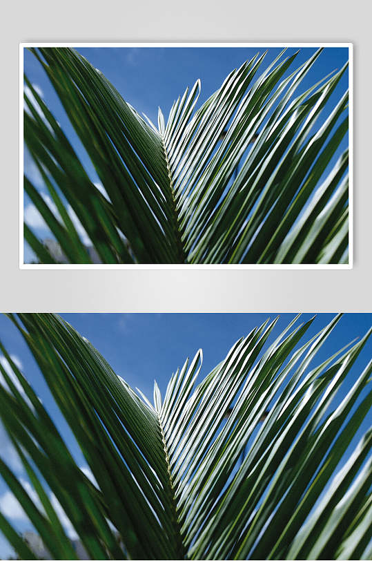 绿色树叶绿叶特写图片  植物摄影图