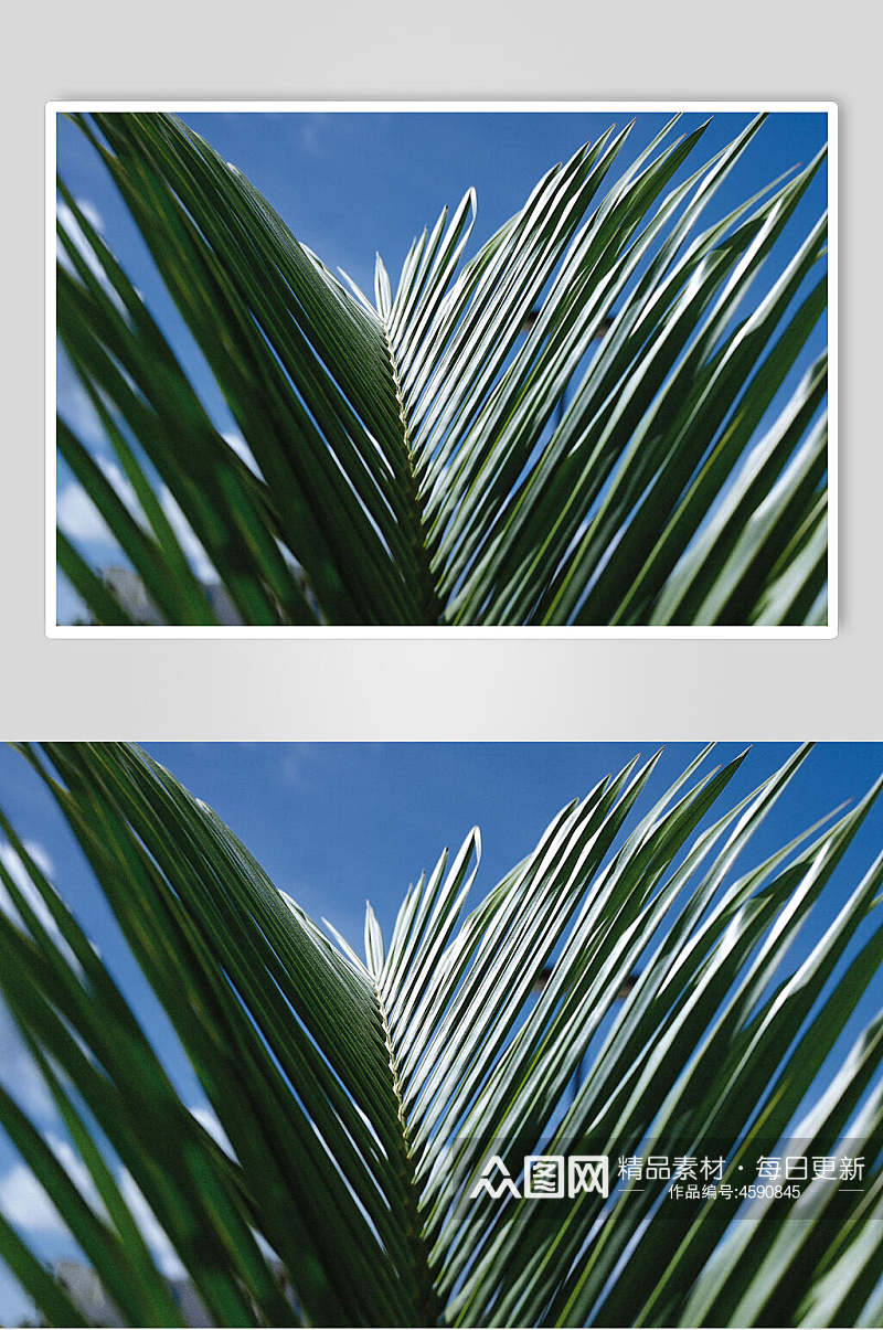 绿色树叶绿叶特写图片  植物摄影图素材
