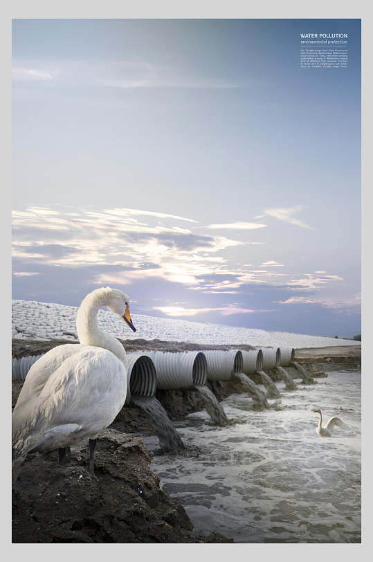 白天鹅污水排放管保护动物公益海报