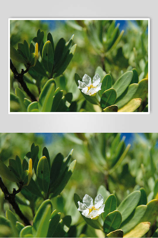 花卉树叶绿叶特写图片 植物摄影图