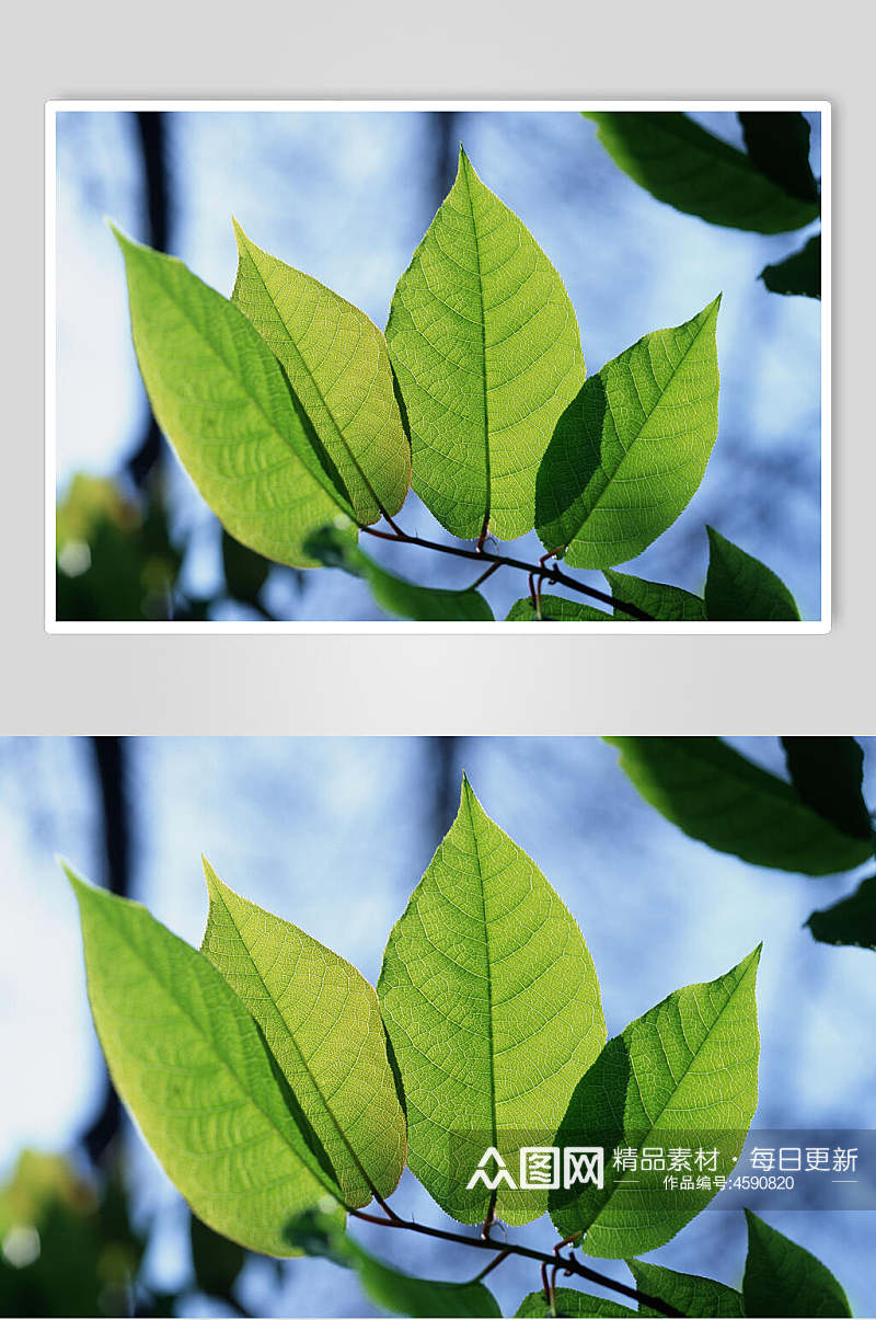 绿色树叶绿叶特写高清图片素材