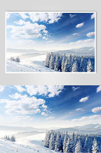 雪松蓝天白雪冬季雪景摄影图片