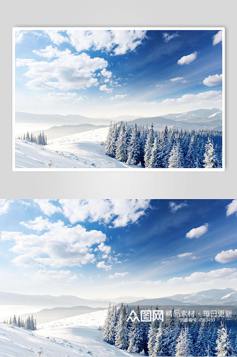 雪松蓝天白雪冬季雪景摄影图片素材