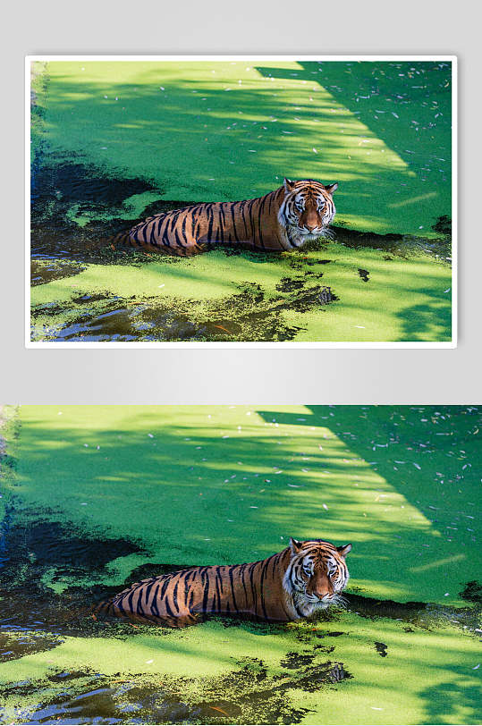 老虎绿色的老虎高清图片
