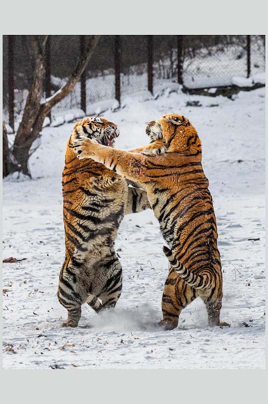 老虎打架图片-老虎打架素材下载-众图网