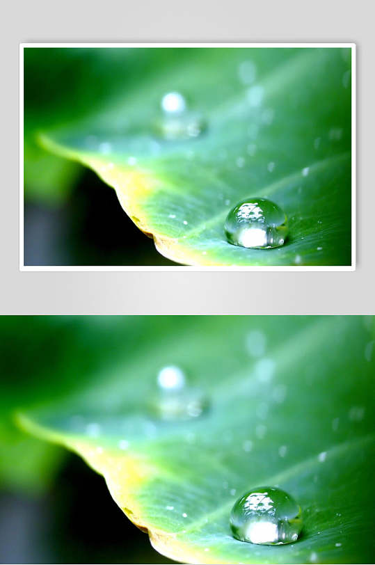 绿色自然荷叶上的露珠壁纸