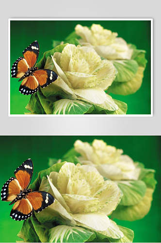 蝴蝶绿色自然壁纸