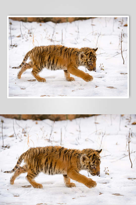雪地横版老虎高清图片