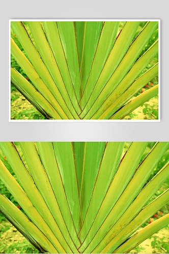 棕榈叶树叶绿叶特写图片