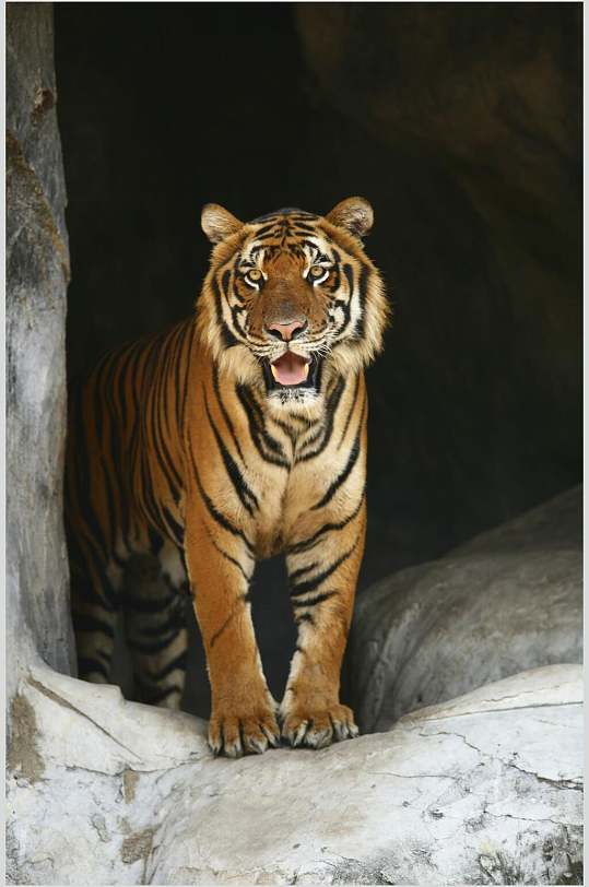 东北虎微笑老虎高清图片