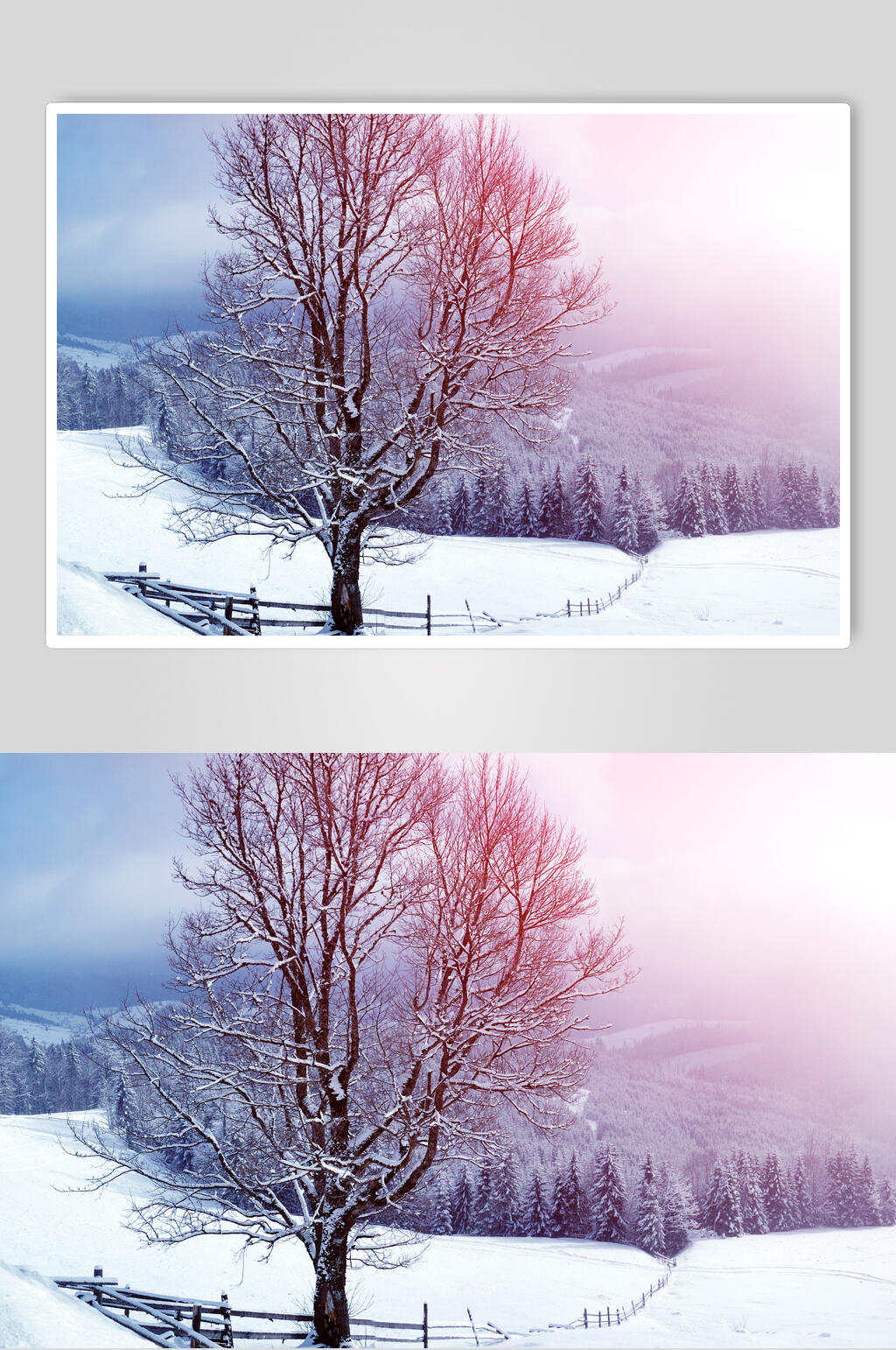 冬季松树雪景摄影图片素材