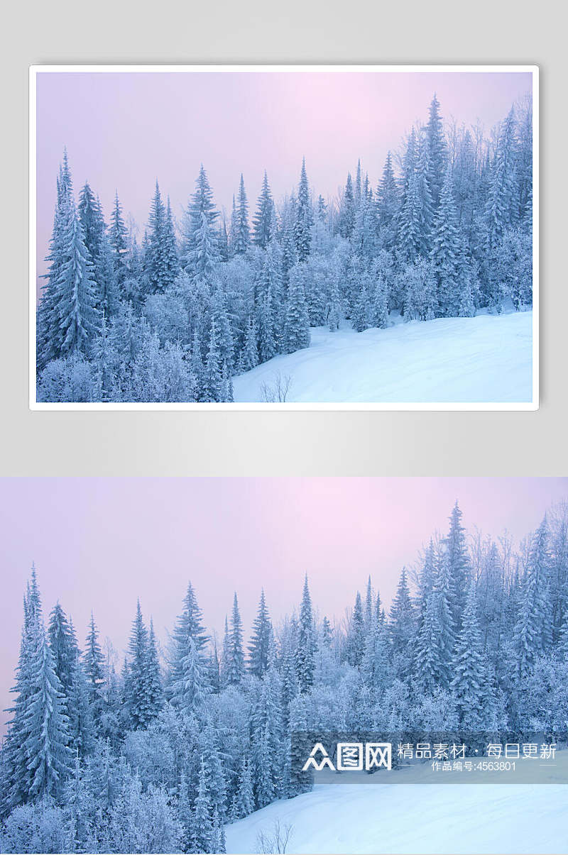 松树林雪地冬季雪景摄影图片素材