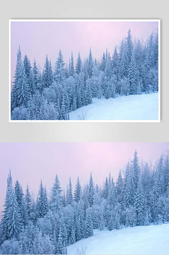松树林雪地冬季雪景摄影图片