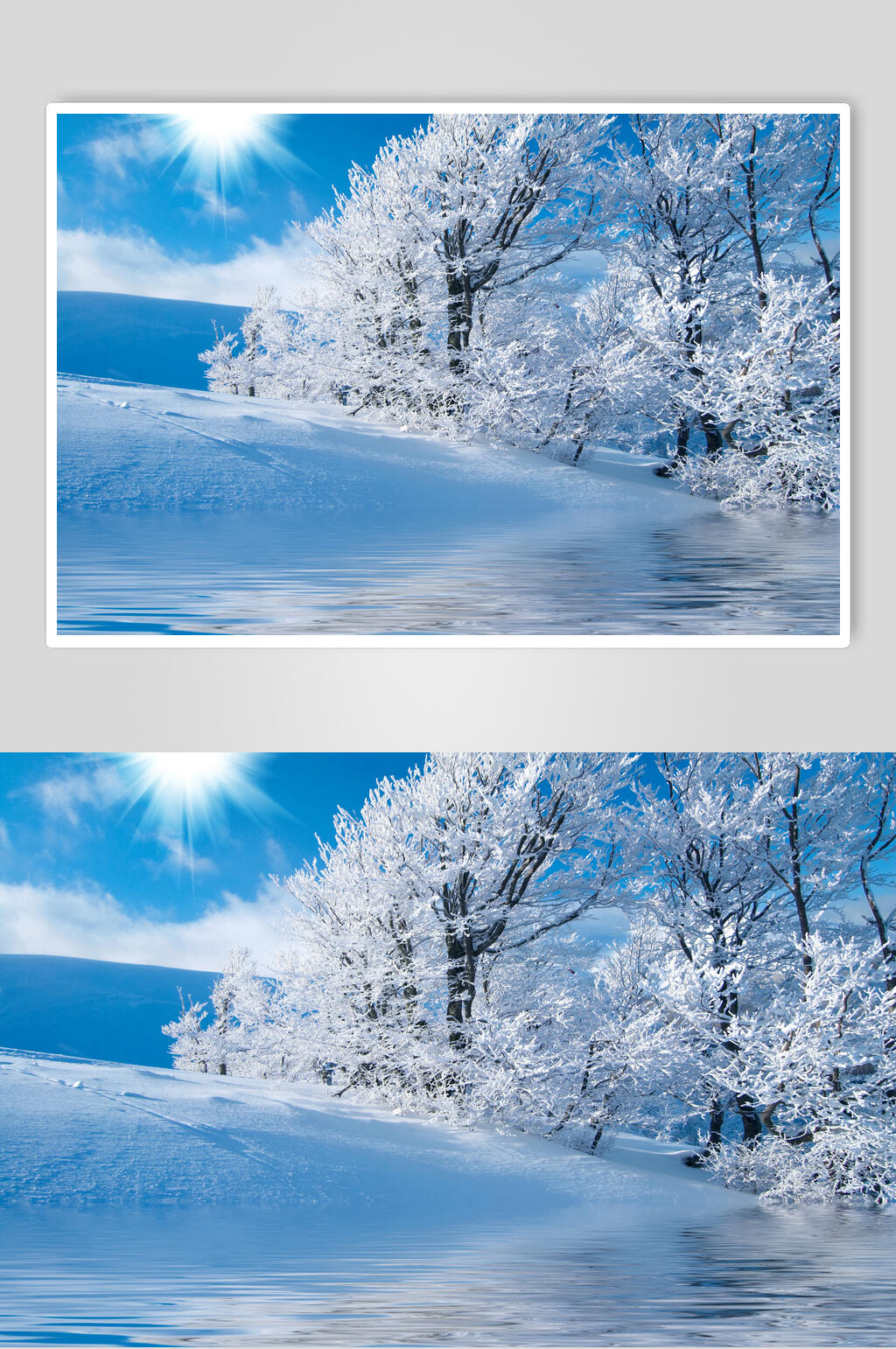雪松蓝天雪地冬季雪景摄影图片素材
