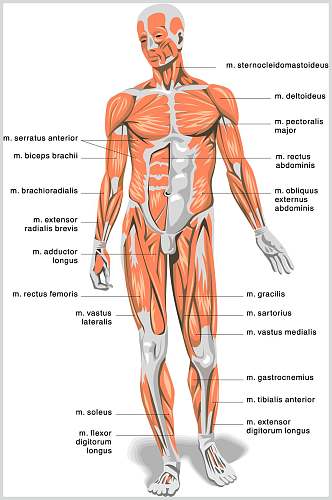 简约手绘英文人体结构矢量素材
