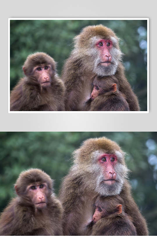 创意一家三口猴子动物摄影图片