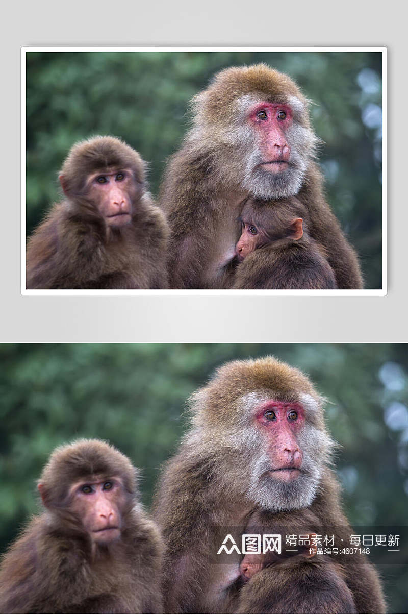 创意一家三口猴子动物摄影图片素材