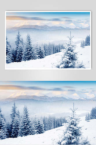 松树冬季雪景摄影图片