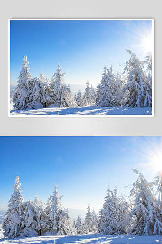 雪松松树雪花冬季雪景摄影图片