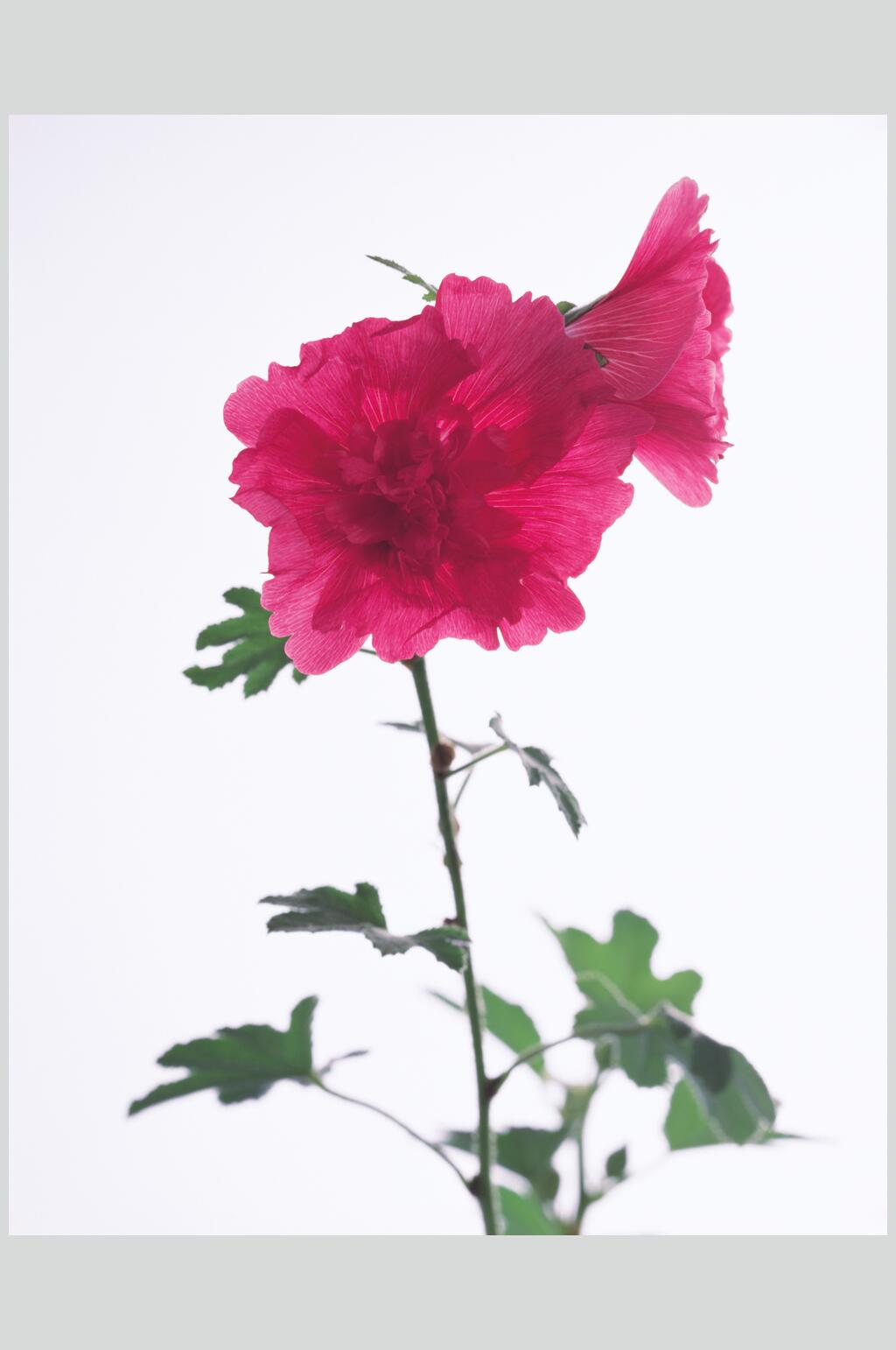 鲜花插花造型摄影图素材