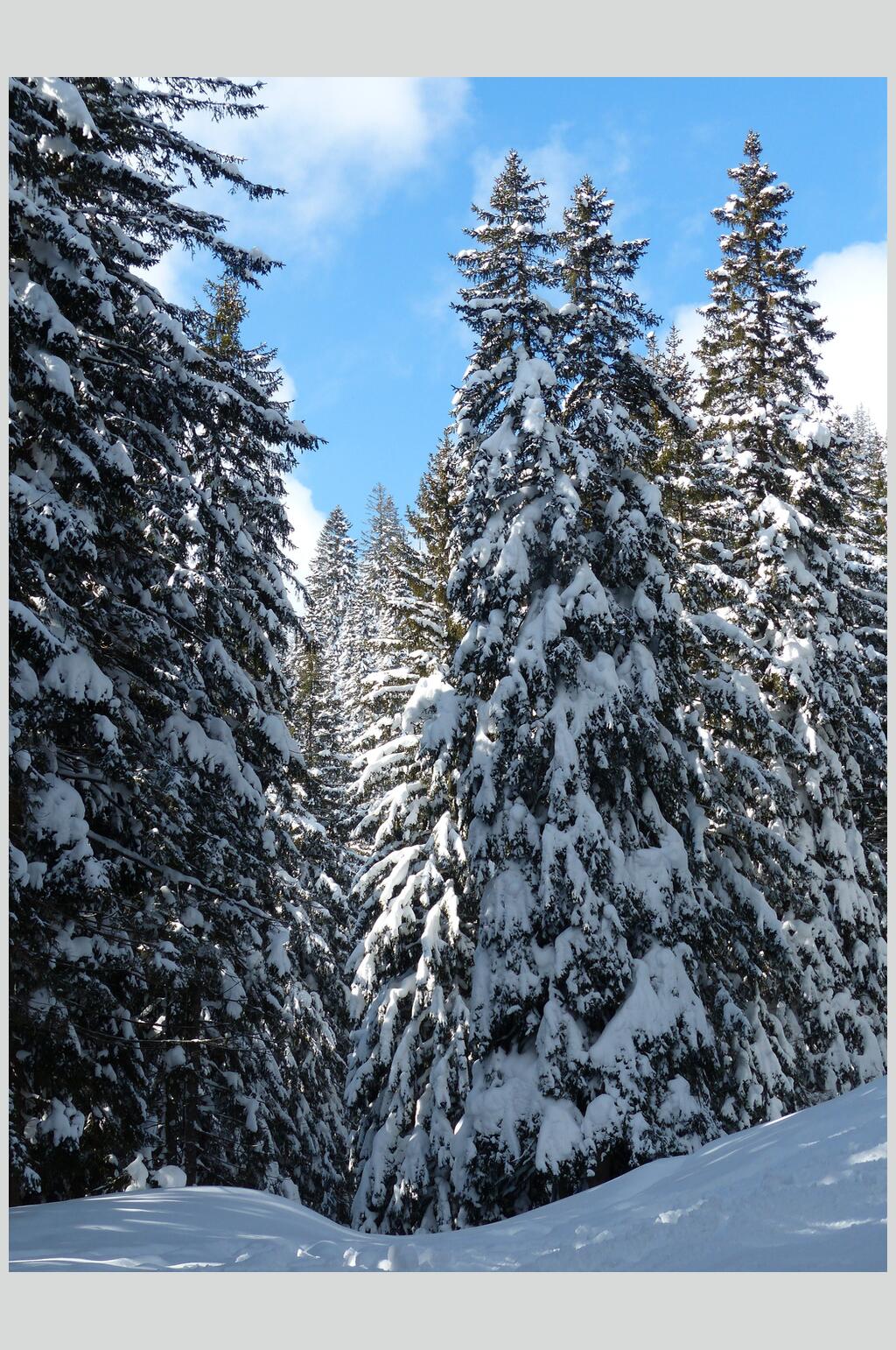 松树枝雪松冬季雪景摄影图片素材