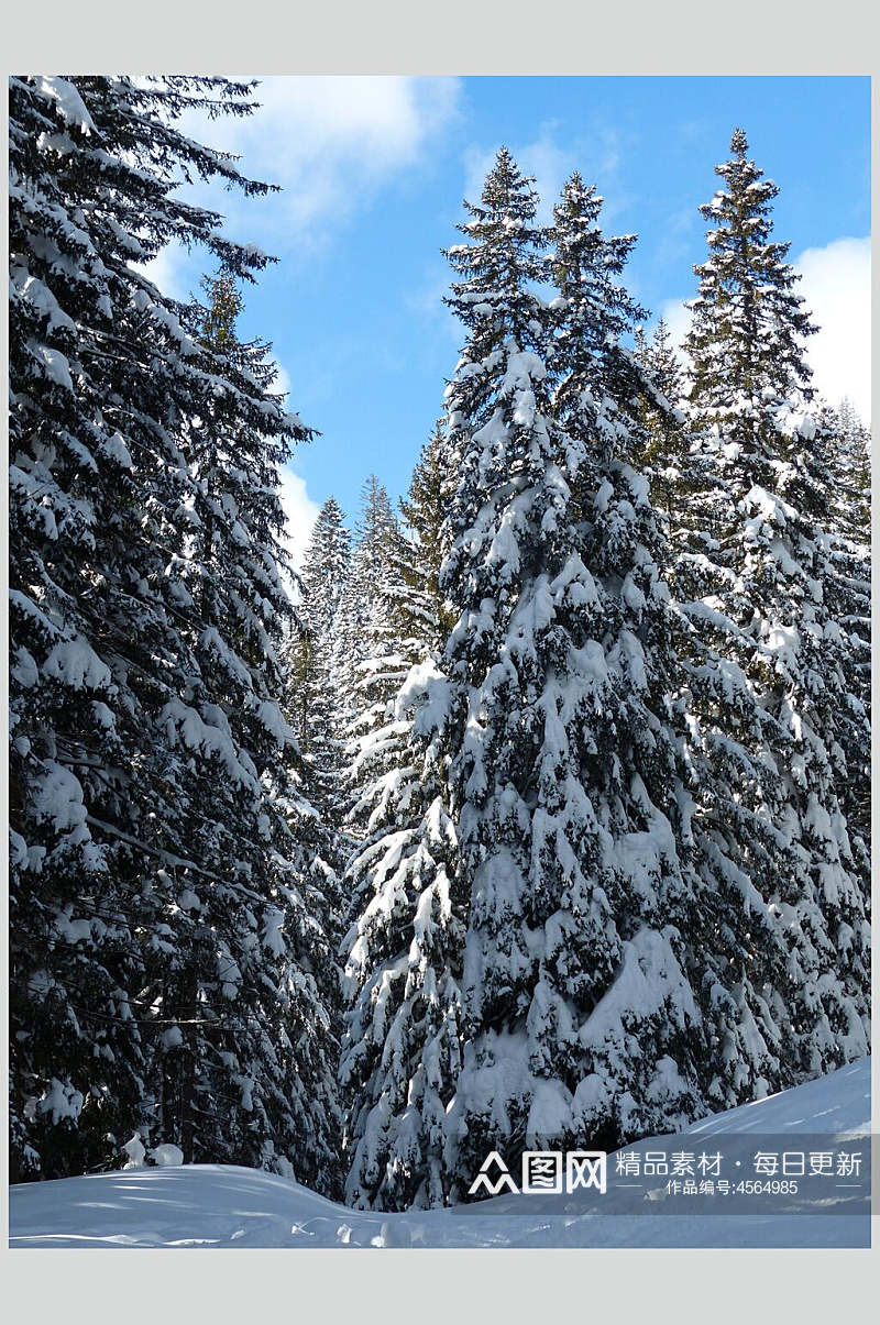 松树枝雪松冬季雪景摄影图片素材