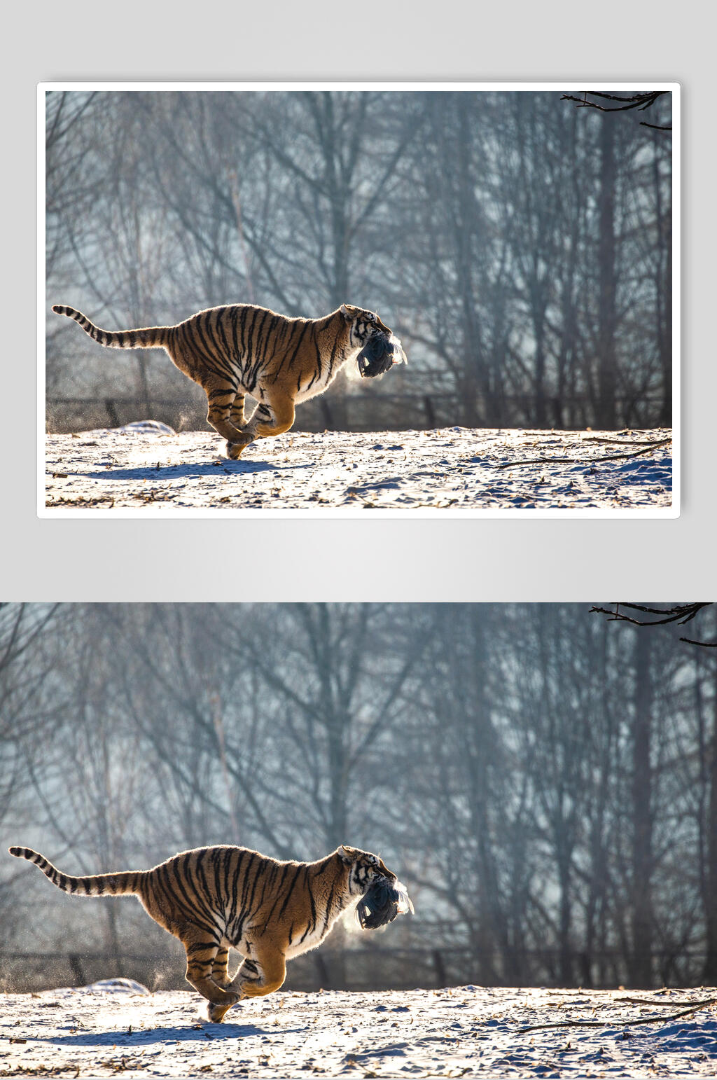 奔跑的老虎图片大全图片