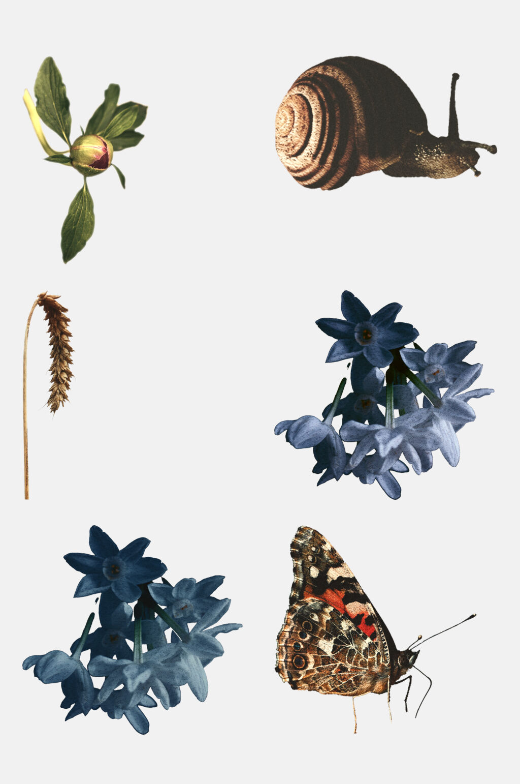 蜗牛花卉剪贴画免抠素材素材