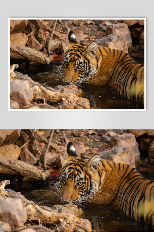 埋伏老虎高清图片