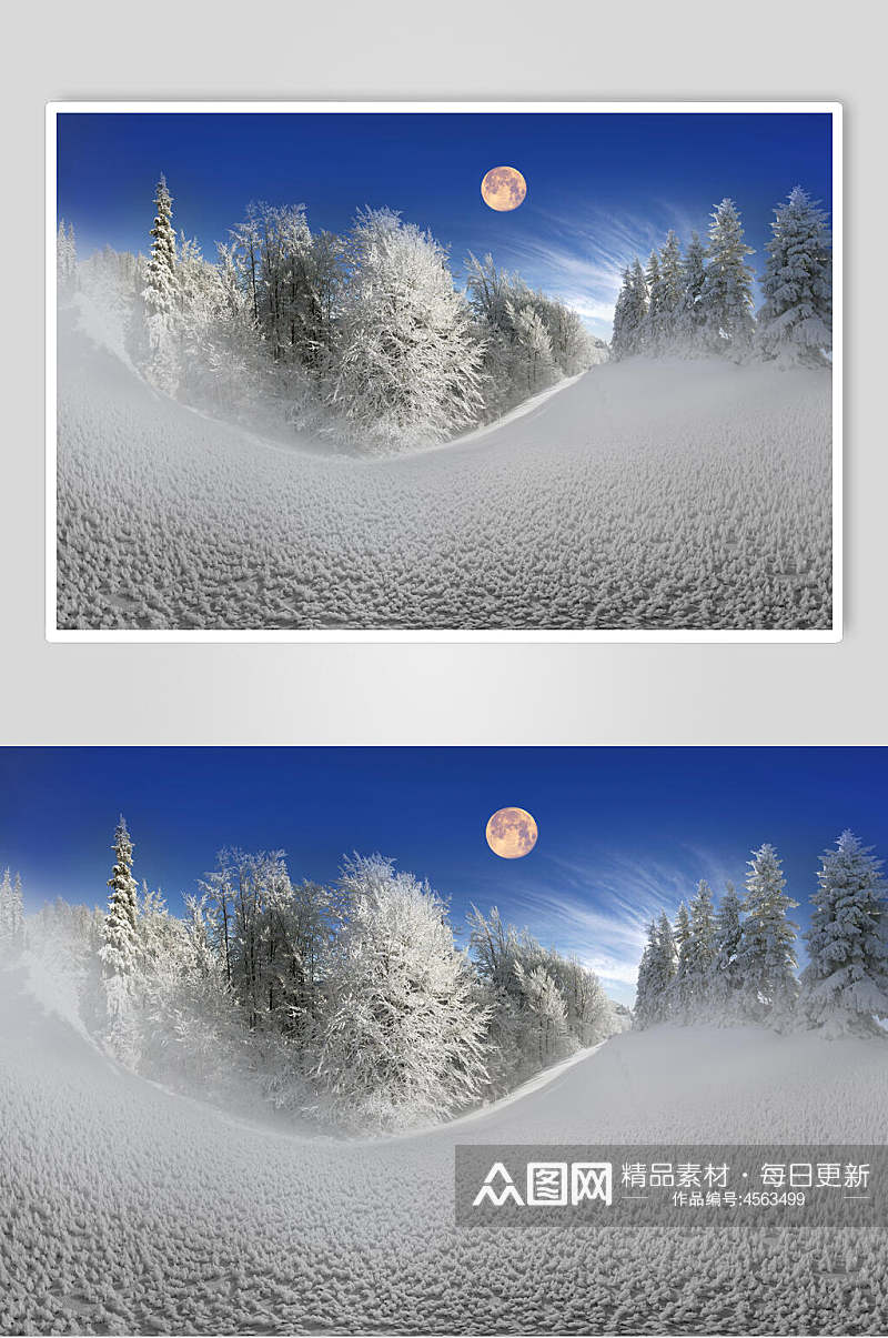 雪地雪松月亮冬季雪景摄影图片素材