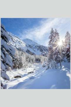 实拍雪地雪松冬季雪景摄影图片