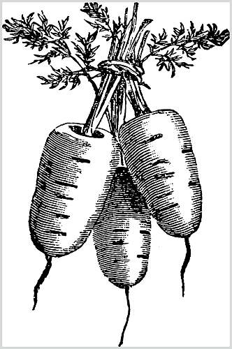 胡萝卜手绘蔬菜食材矢量素材