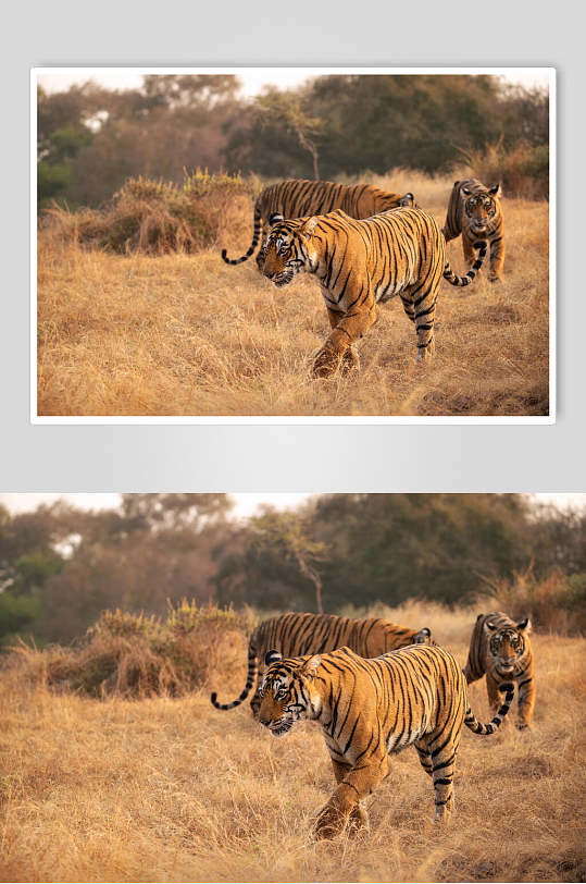 黄色的老虎高清图片