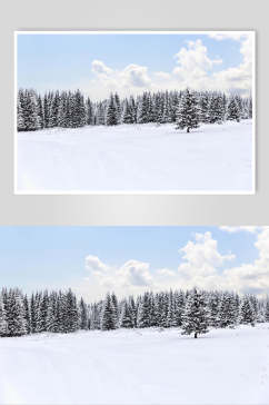 松树白雪蓝天冬季雪景摄影图片