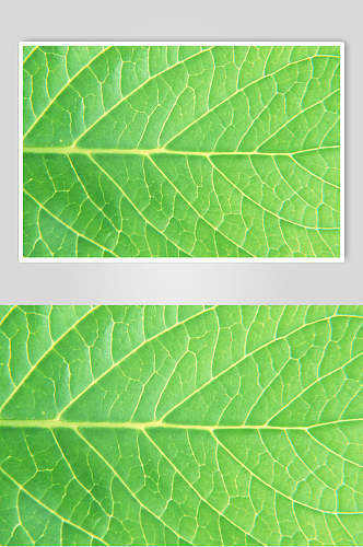 大气绿色树叶绿叶特写图片