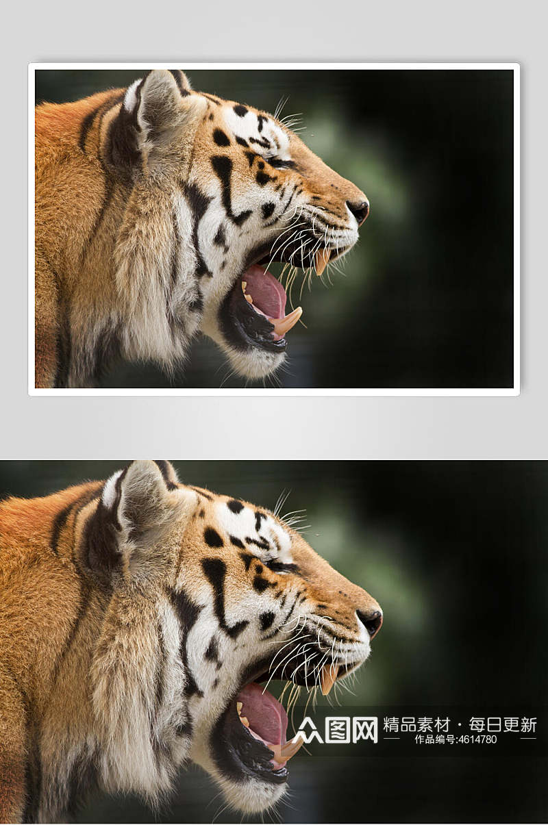 动物老虎高清图片素材