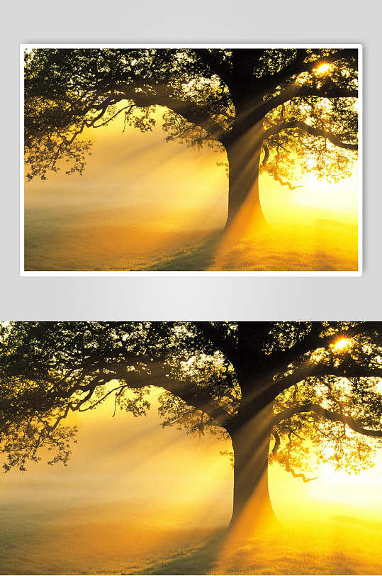 太阳树木自然风景背景图