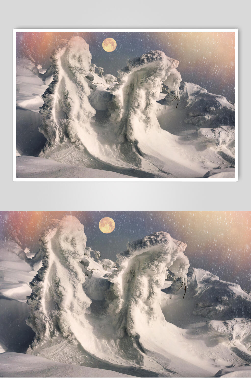 雪松冬季雪景摄影图片素材