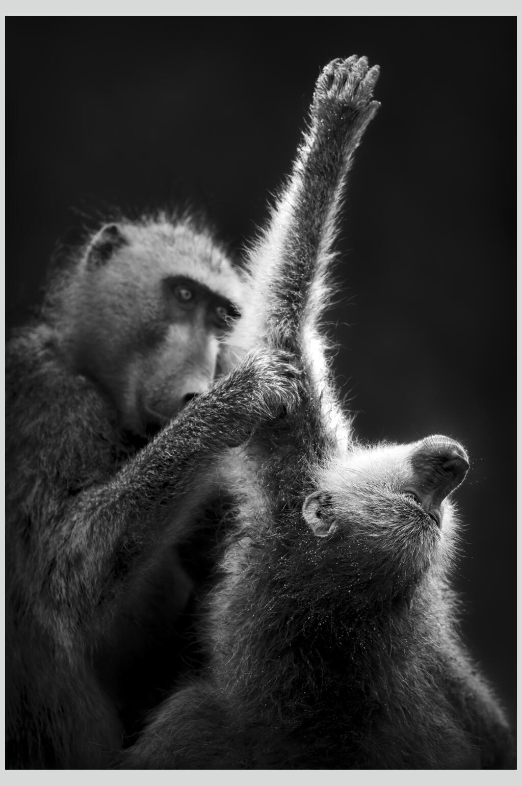 90素材网黑猴子图片