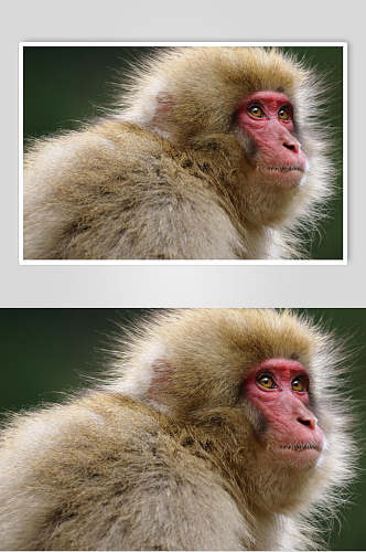 动物猴子动物摄影图片