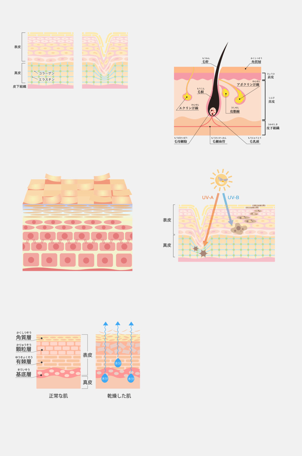 毛孔手绘皮肤肌层免抠素材素材