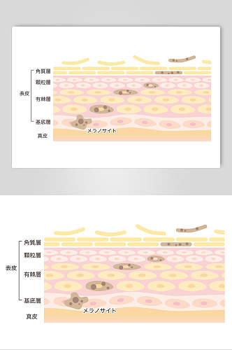 高清手绘肌肤矢量素材