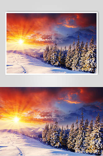松树夕阳冬季雪景摄影图片