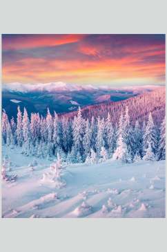 松树雪花冬季雪景摄影图片