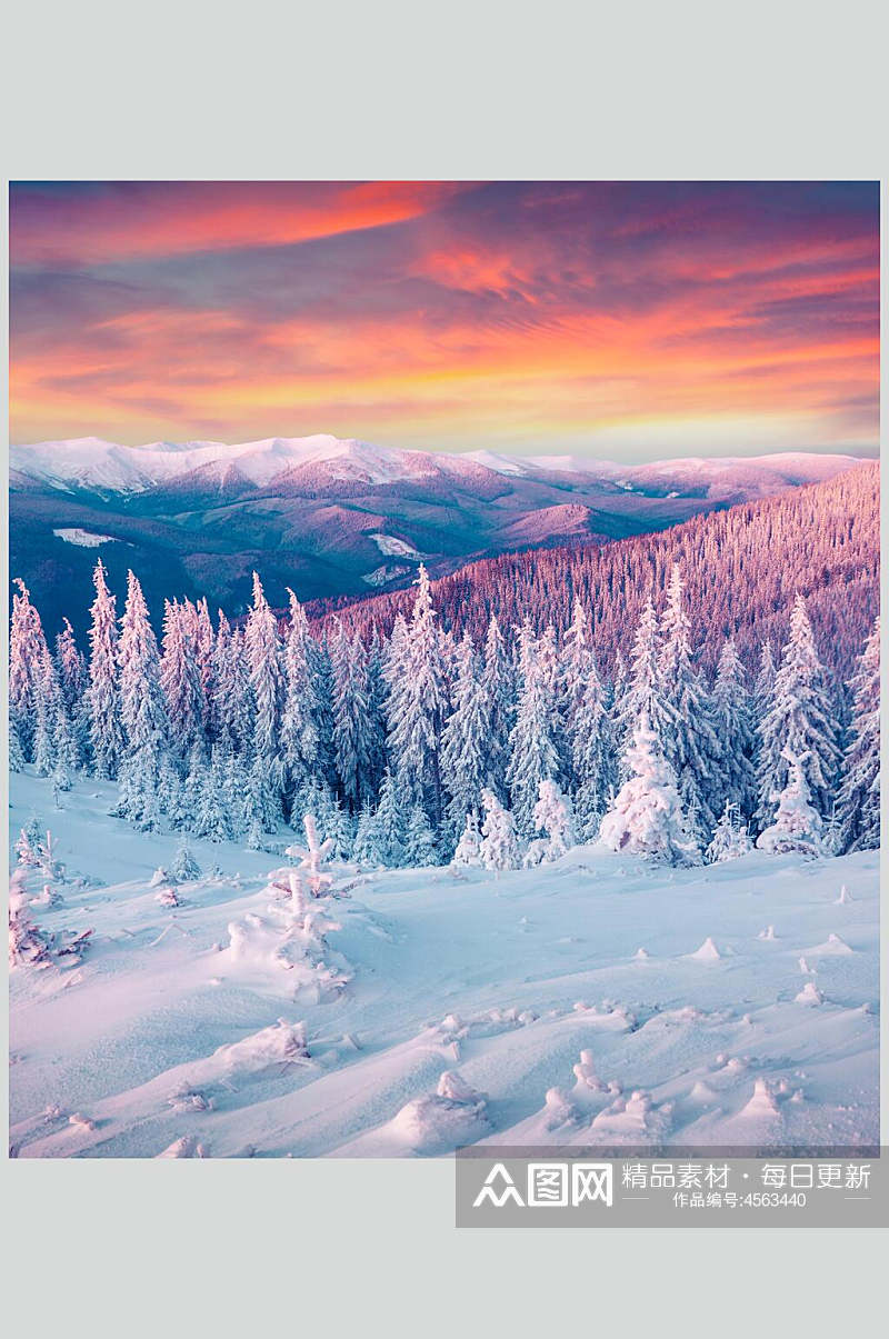 松树雪花冬季雪景摄影图片素材