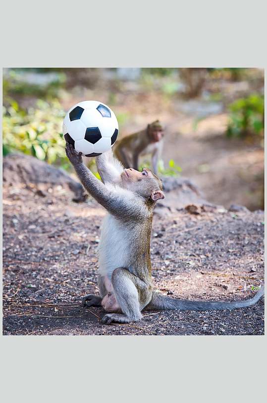 足球猴子动物摄影图片